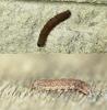 Conistra rubiginosa